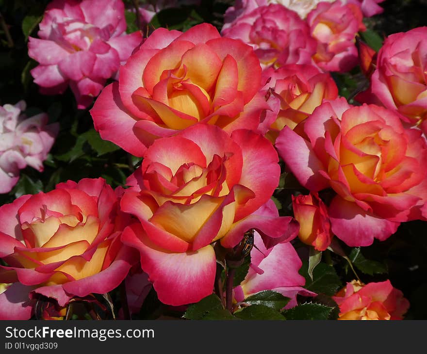 Rose, Flower, Rose Family, Garden Roses