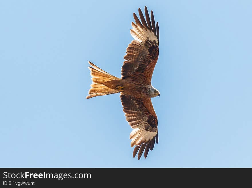 Accipitriformes, Eagle, Bird Of Prey, Bird