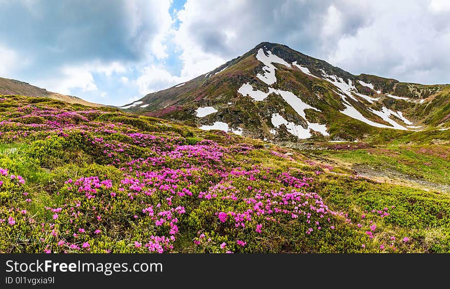 Wilderness, Mountainous Landforms, Vegetation, Mountain