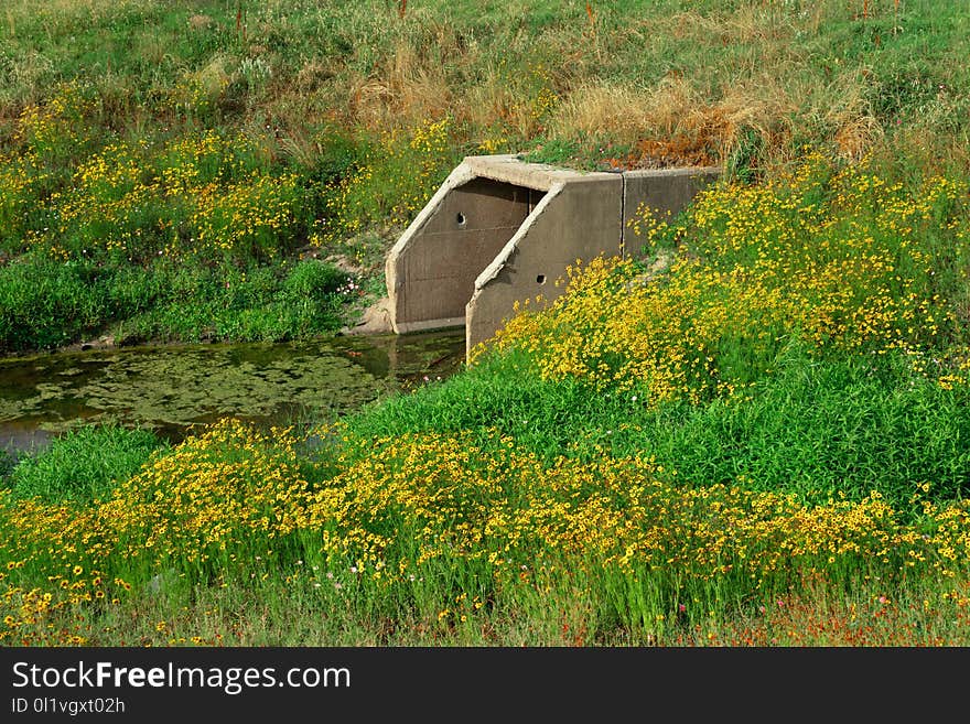 Vegetation, Ecosystem, Nature Reserve, Grass