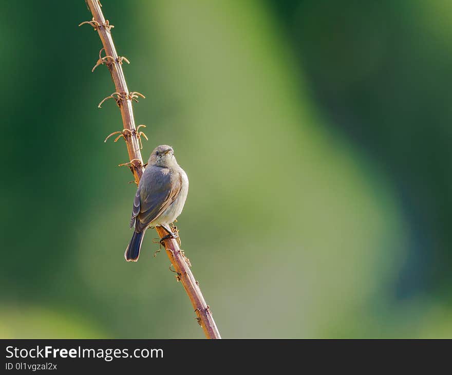 Bird, Fauna, Beak, Wildlife