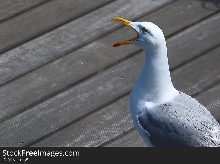 Bird, Beak, Fauna, Seabird