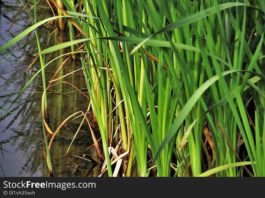 Plant, Vegetation, Grass Family, Grass