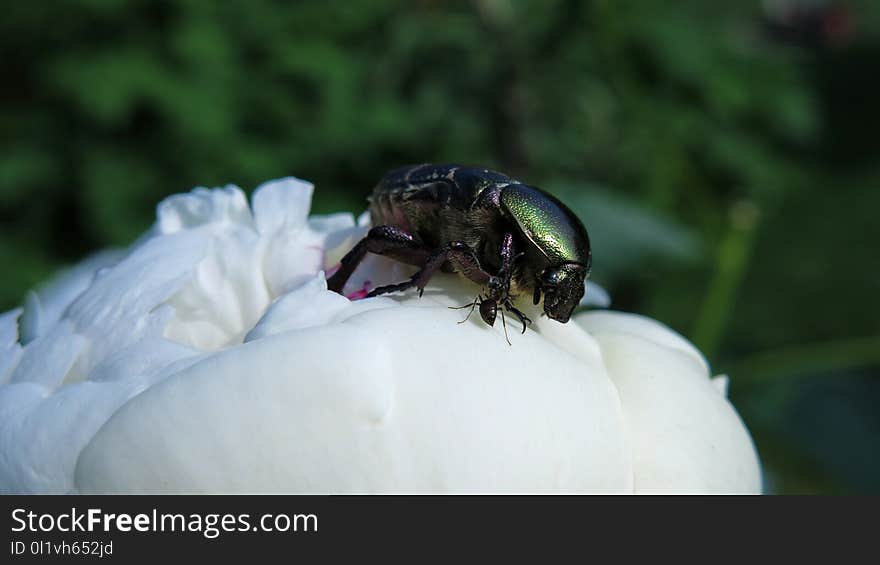 Insect, Invertebrate, Macro Photography, Beetle