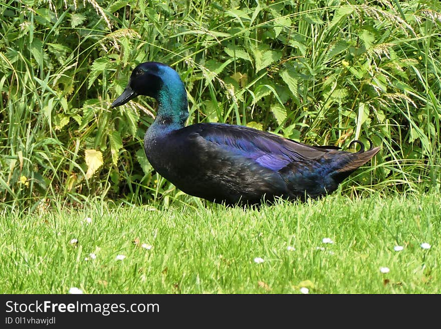 Bird, Duck, Fauna, Nature Reserve