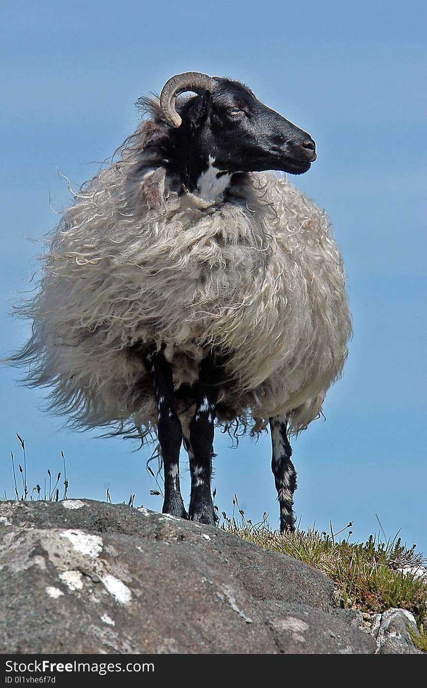 Argali, Fauna, Sheep, Horn