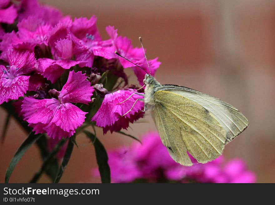 Butterfly, Moths And Butterflies, Insect, Pink