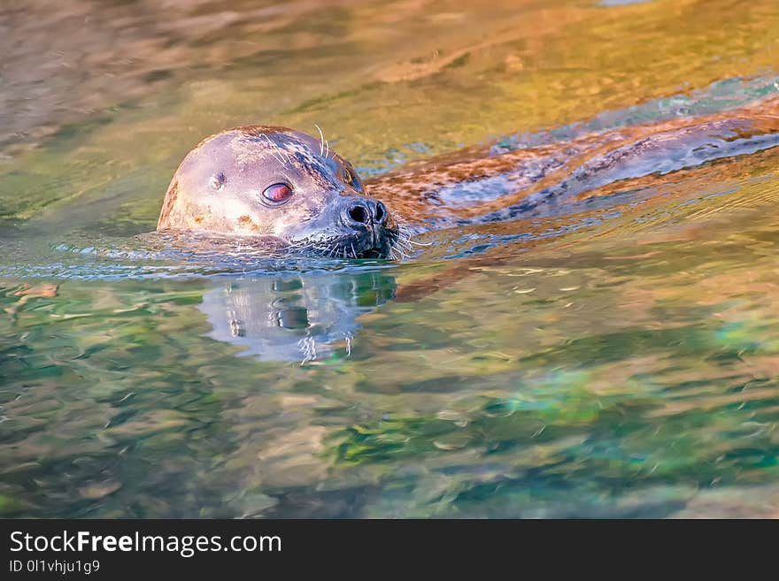 Water, Harbor Seal, Wildlife, Organism