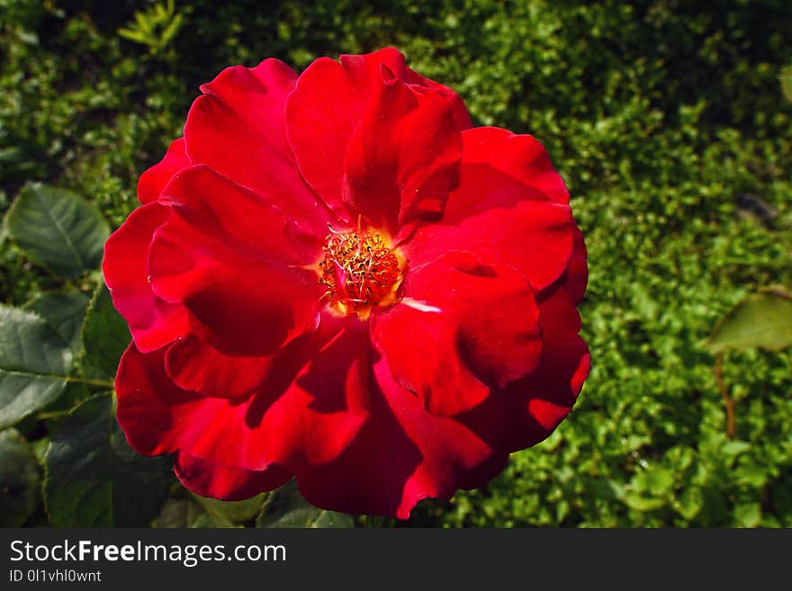 Flower, Rose, Rose Family, Red