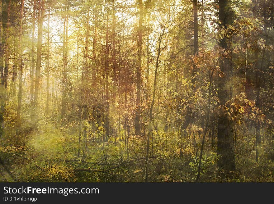 Woodland, Ecosystem, Forest, Temperate Broadleaf And Mixed Forest