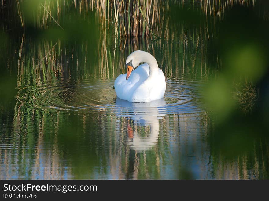 Bird, Reflection, Water, Water Bird