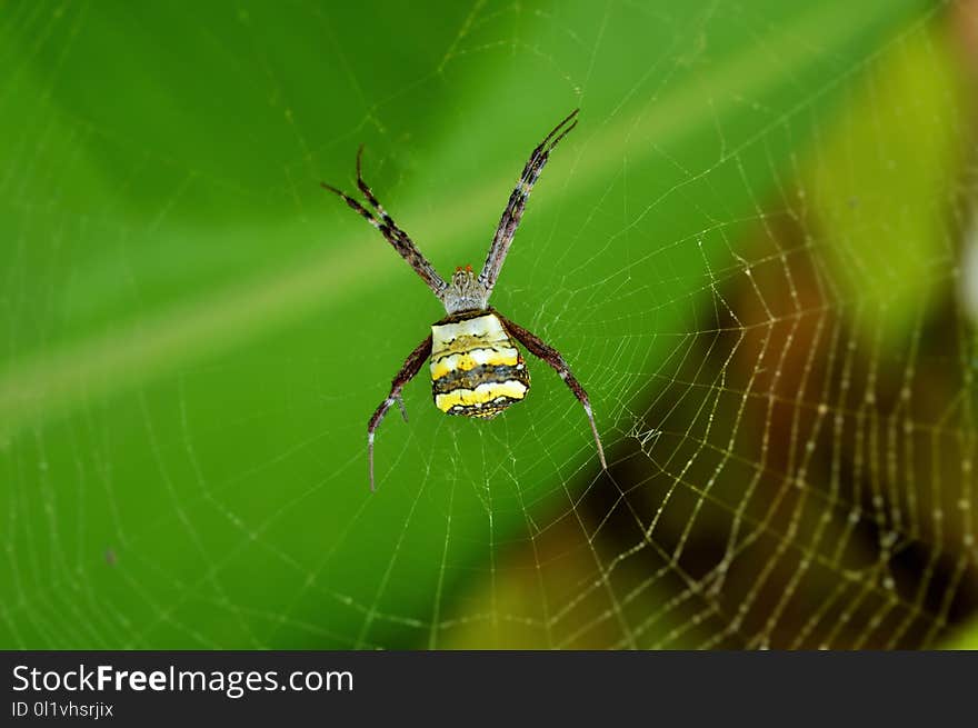 Spider, Arachnid, Orb Weaver Spider, Invertebrate