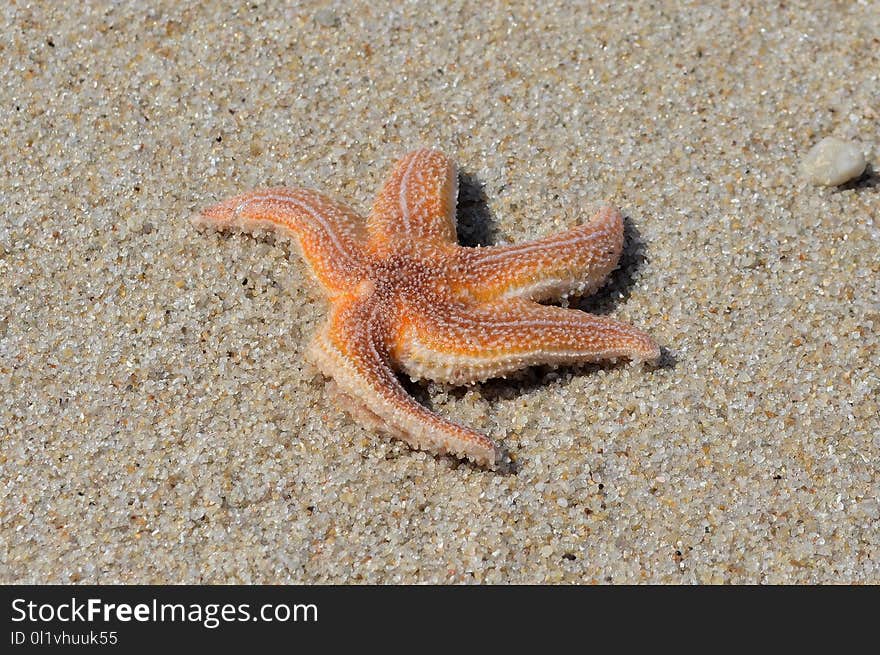 Starfish, Marine Invertebrates, Invertebrate, Echinoderm