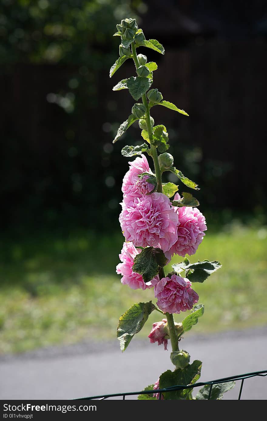 Flower, Plant, Flowering Plant, Hollyhocks