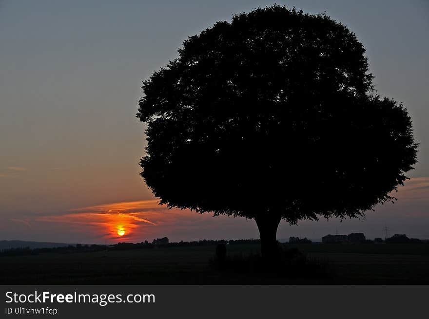 Sky, Tree, Woody Plant, Dawn