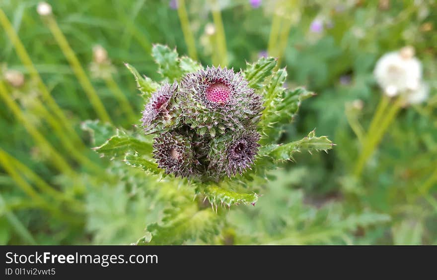 Plant, Flower, Silybum, Thistle