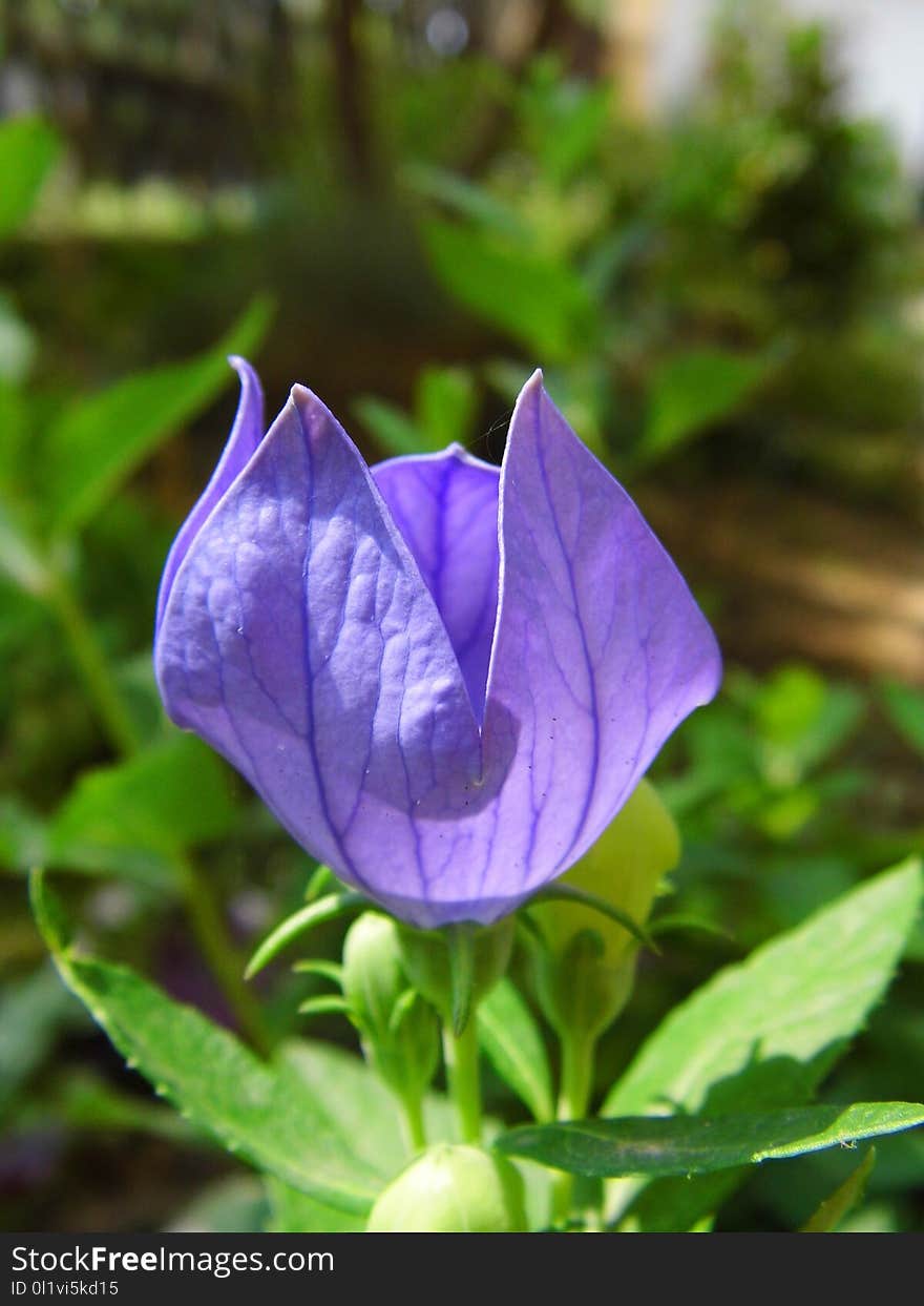 Flower, Plant, Flora, Bellflower Family