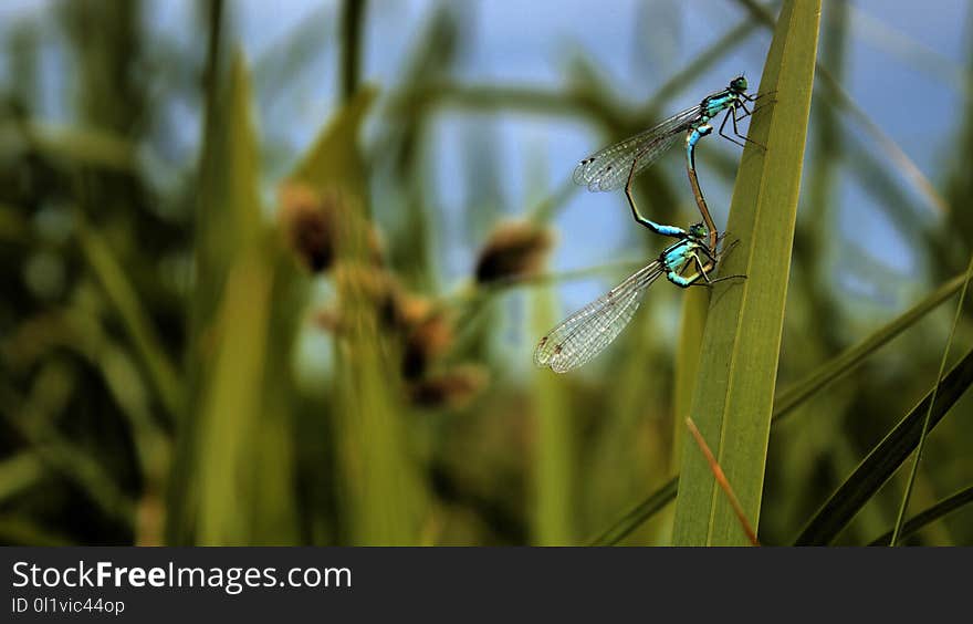 Insect, Water, Macro Photography, Close Up