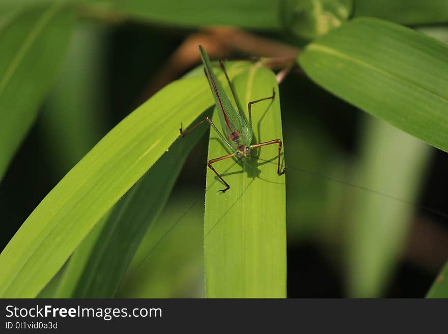 Insect, Damselfly, Invertebrate, Leaf