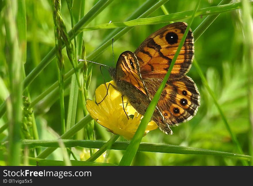 Butterfly, Insect, Moths And Butterflies, Brush Footed Butterfly