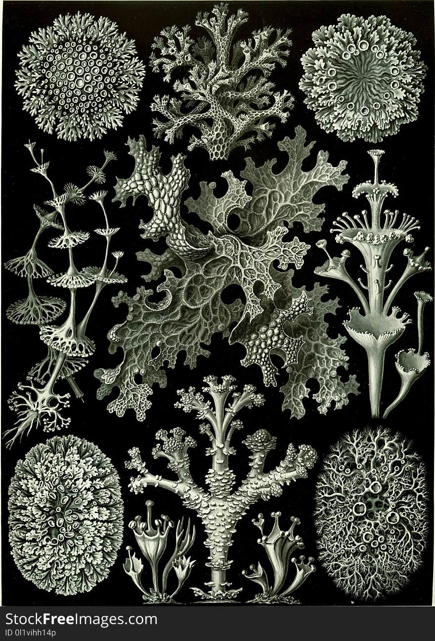 Black And White, Flora, Monochrome Photography, Pattern