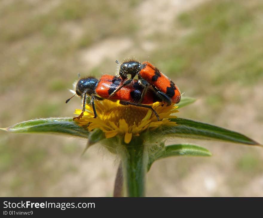 Insect, Macro Photography, Invertebrate, Beetle