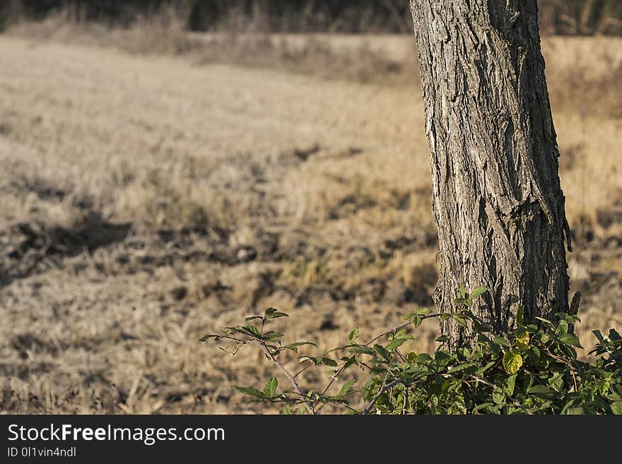 Tree, Grass, Woody Plant, Wildlife