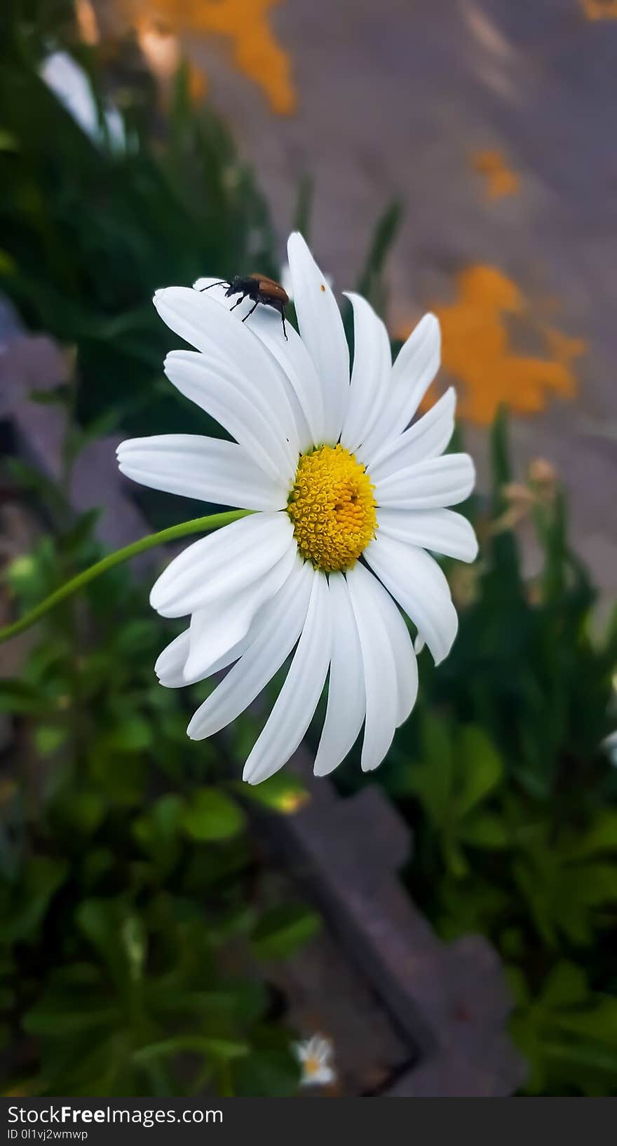 Flower, Oxeye Daisy, Plant, Flora