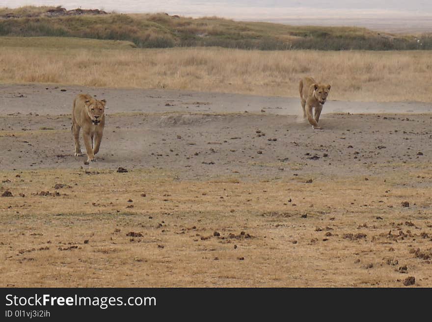 Wildlife, Ecosystem, Grassland, Savanna