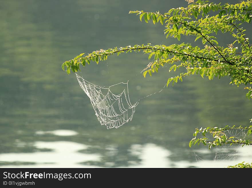 Water, Vegetation, Leaf, Tree