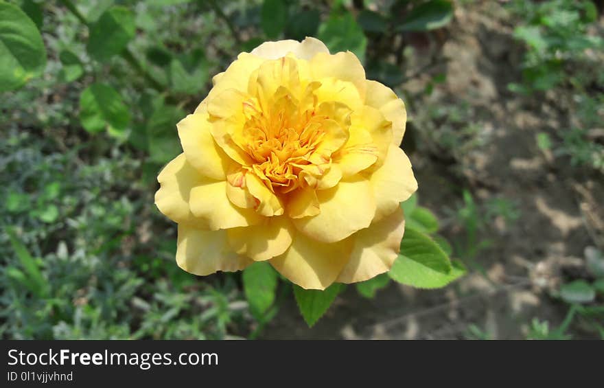 Flower, Yellow, Rose Family, Rose