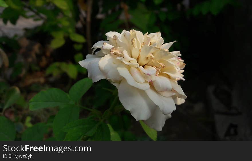 Flower, Rose Family, Rose, White