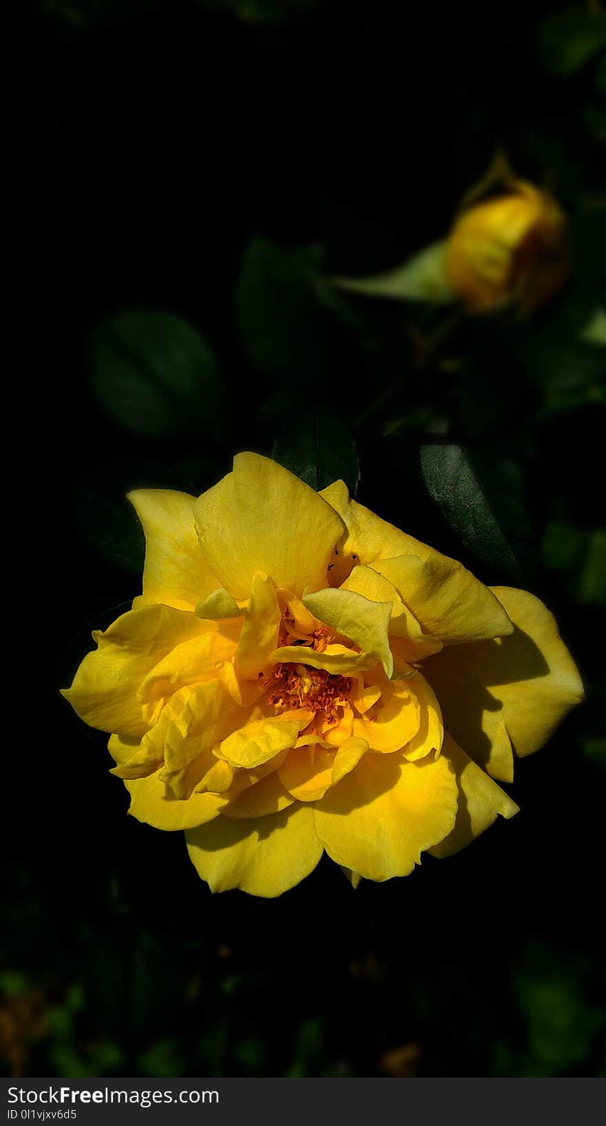 Flower, Yellow, Flora, Rose Family