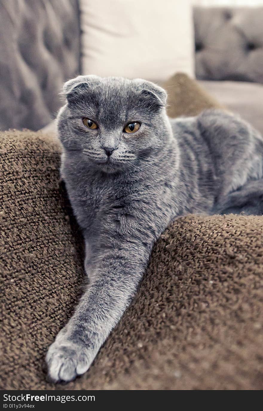 Blue british shorthair cat posing on camera