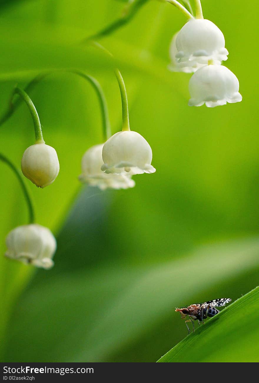 A fly sitting on a green sheet of lily of the valley with white flowers