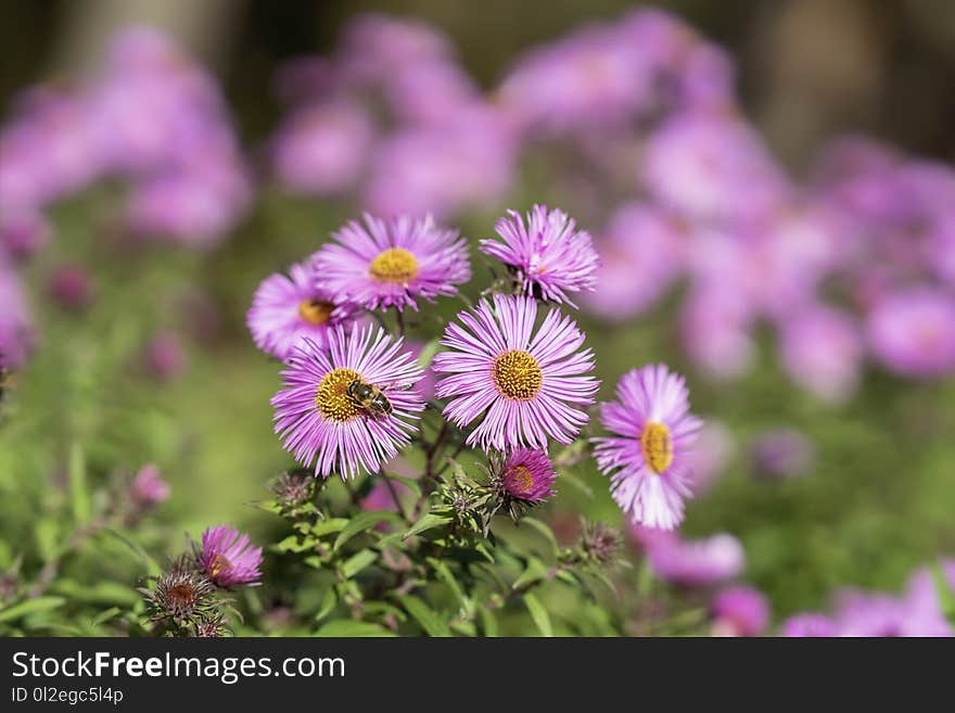 Bushy aster, Symphyotrichum dumosum, plant in the aster family with bee close-up. Picturesque bright plant in autumn