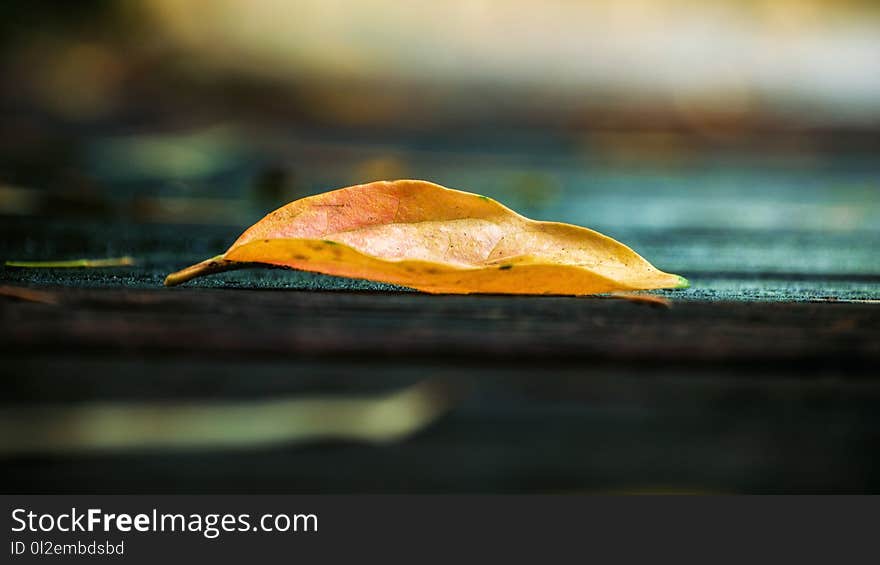 Beautiful leaves