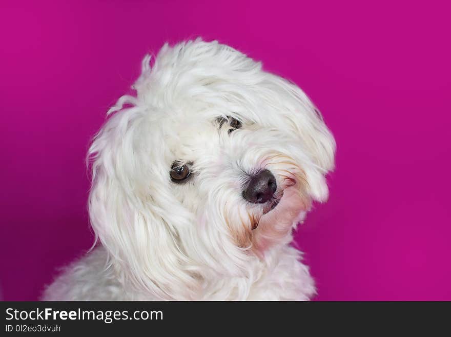 PORTRAIT CUTE WHITE MALTESE DOG TILTING ITS HEAD ON PINK BACKGROUND