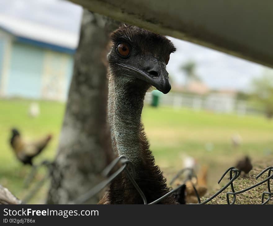 Ostrich, Emu, Ratite, Bird