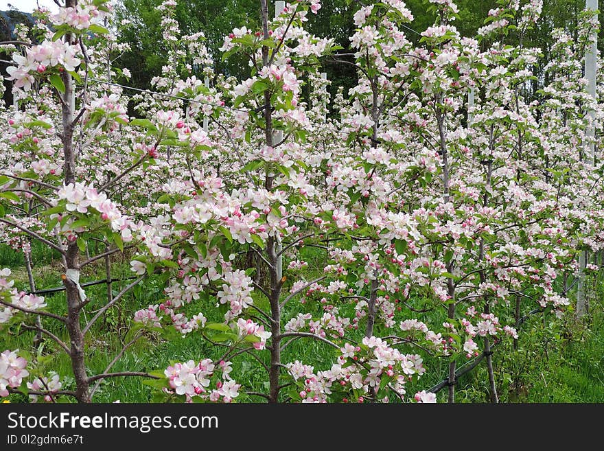 Plant, Flower, Spring, Flowering Plant