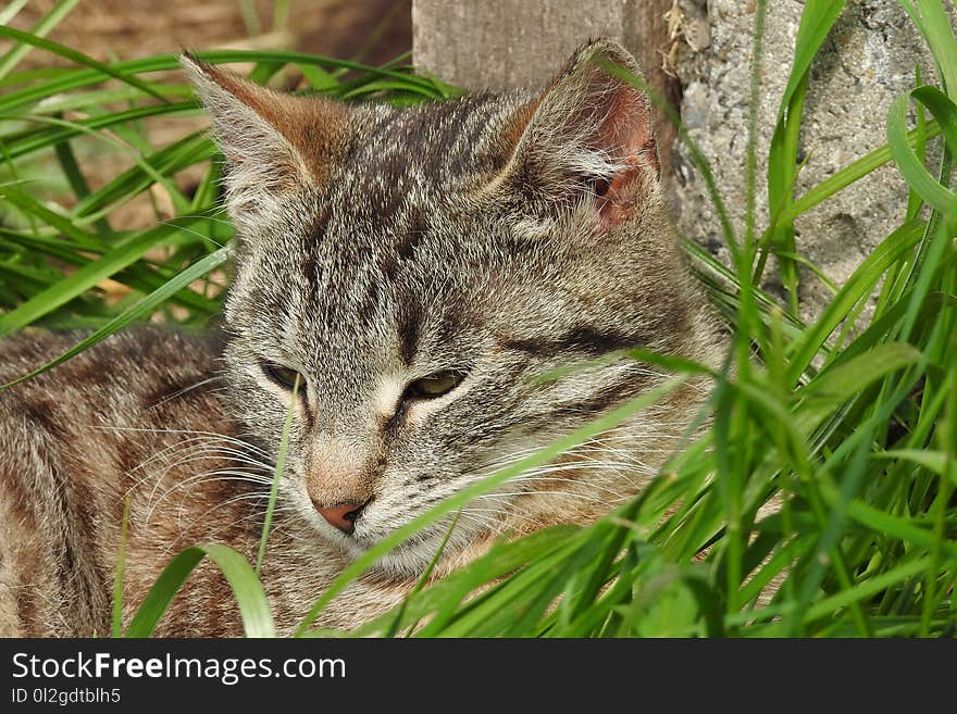 Cat, Green, Fauna, Mammal