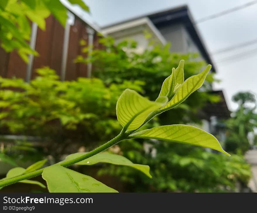 Plant, Leaf, Vegetation, Tree