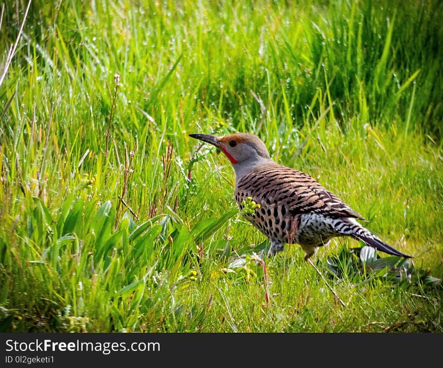 Bird, Ecosystem, Fauna, Grassland