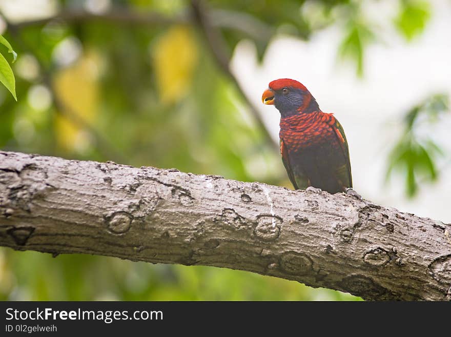 Bird, Beak, Fauna, Branch