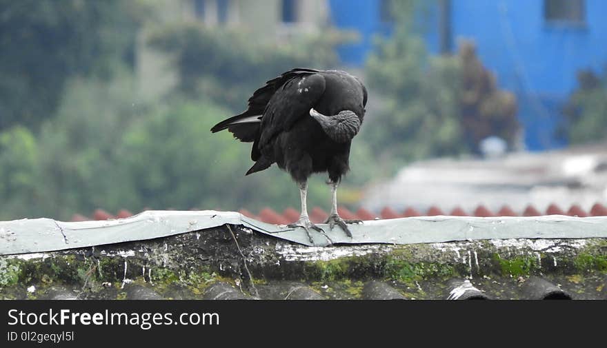 Bird, Beak, Fauna, Water