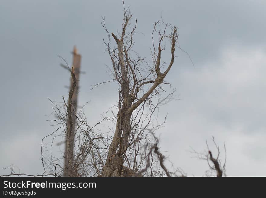 Sky, Branch, Tree, Twig