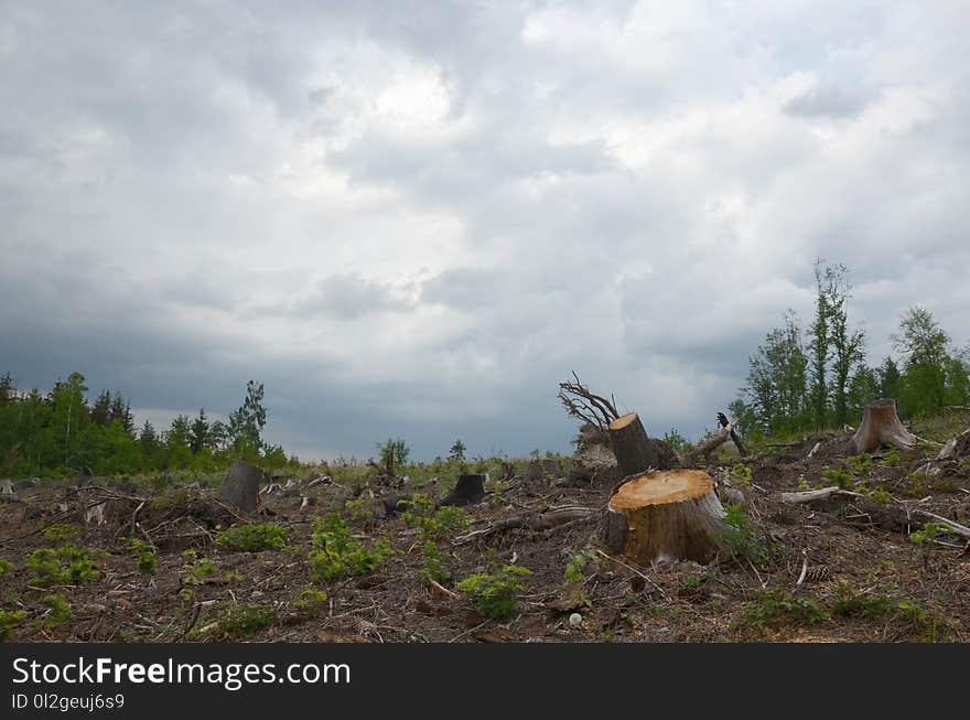 Tree, Vegetation, Forest, Field