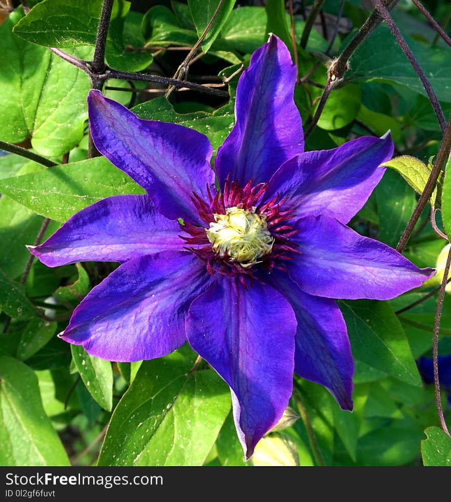 Flower, Plant, Blue, Flora