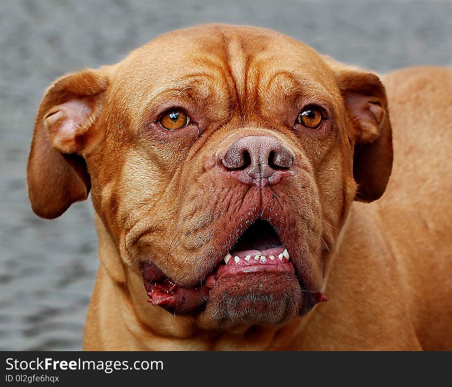 Dog, Dog Like Mammal, Dog Breed, Dogue De Bordeaux