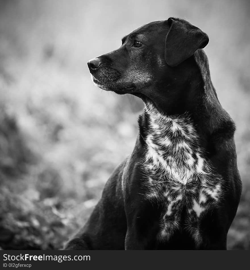 Dog, Black, Black And White, Dog Breed